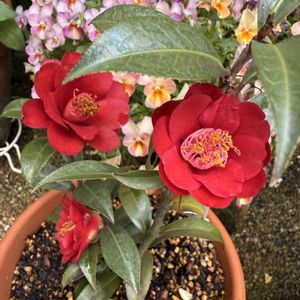 ツバキ,ガーデニング,裏庭,シェードガーデン,冬の庭の画像