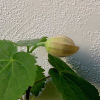 アブチロン,金曜日の蕾たち,東北人花の会,チーム魔女っ子,yu ＆ゆうクラブの画像