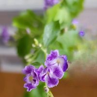 デュランタ 宝塚,初心者,ベランダガーデニング,初めて育てる,手探り状態の画像