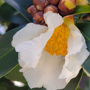 ツバキ,タイワンツバキ,外出先にての画像