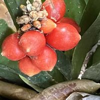 万年青,庭の画像