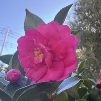 寒椿,オトメツバキ,今日のお花,キュンキュン乙女倶楽部,もんもんチャン♡見守り隊の画像