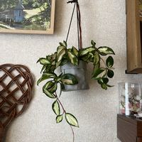 ホヤ・カルノーサ,ガジュマル,シンゴニウム ネオン,ザミオカルカス,リプリサス　カスッサの画像