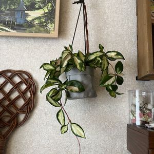 ホヤ・カルノーサ,ガジュマル,シンゴニウム ネオン,ザミオカルカス,リプリサス　カスッサの画像