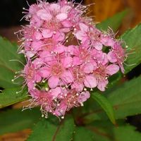 シモツケ の画像