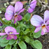 パンジー・ビオラ,シレネ・ユニフローラ,ヒゴスミレ,古道具,ガーデン雑貨の画像