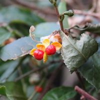 ツルウメモドキの画像