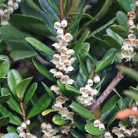 ヒサカキの画像