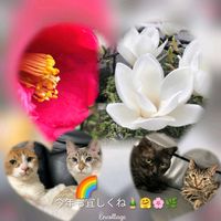 白木蓮,エンジェルウィング,エンジェルウィング,椿,繋がりに感謝✨の画像