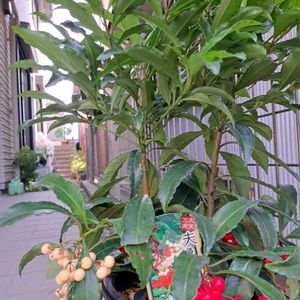 縁起の良い赤い実,縁起の良い木♪,冬の管理が心配,おうち園芸,エントランスの画像