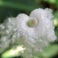 シュウメイギク,純白の綿毛,柔らかな綿毛,山野草,魅力的の画像