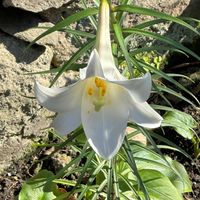 テッポウユリの画像