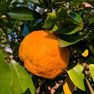 ダイダイ,橙,雑草,山野草,野草の画像