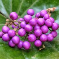 ムラサキシキブの画像