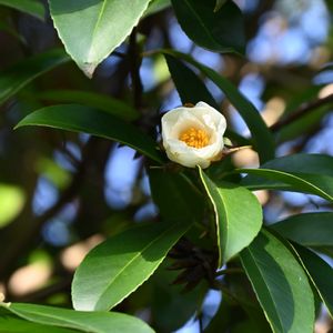 ツバキ,タイワンツバキ,山野草,花散歩,筑波実験植物園の画像