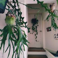 ビカクシダ,観葉植物,インドアグリーン,葉っぱ好き,みどりのある暮らしの画像