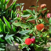 スイセン,ハイビスカス,フリージア,マツバボタン,オリヅルランの画像