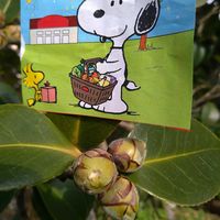 オモト,ツバキ,オモトの実,椿(ツバキ),折り紙の画像