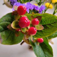 ヒペリカム,赤い実,お供えの画像