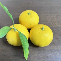 夏みかん,タチバナ,日向夏,観察,優しい色の画像