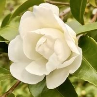 寒椿,富士の峰,フジノミネ,白侘助椿,可憐な花の画像