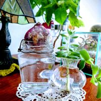 プリンセチア,水耕栽培,つぶやき,北海道,ありがとうの画像