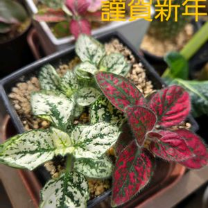 サボテン,明星,観葉植物,サボテンの花,夏の植物の画像