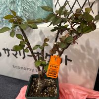 バラ オクラホマ,バラ 鉢植え,バラの大苗,バルコニー/ベランダ,ベランダの画像