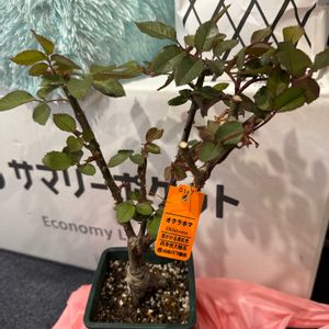 バラ オクラホマ,バラ 鉢植え,バラの大苗,バルコニー/ベランダ,ベランダの画像