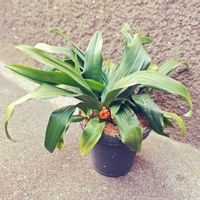 オモト,玄関アプローチの画像