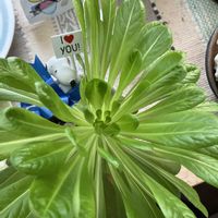 サボテン,サボテン,デンドロビウム,リーフレタス,リーフレタスの画像