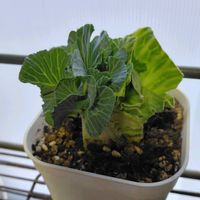 キャベツの画像