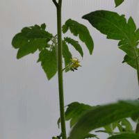 プチトマトの画像