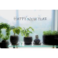 ウンベラータ,亀甲竜,小人の祭り,マドカズラ,マジック アマリリスの画像