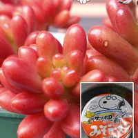 オーロラ,多肉植物,セダム属,多肉植物の栽培,セダム属　オーロラの画像