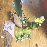 ビカクシダ,パフィオペディルム ツヤイケダ,コウモリラン・ネザーランド,パフィオぺディラム,アリウム　イエローファンタジーの画像