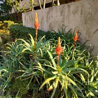 アロエ,キダチアロエ,アロエ属,アロエの花,お出かけ先の画像