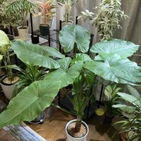 クワズイモ,鉢増し,リビング・ダイニングの画像