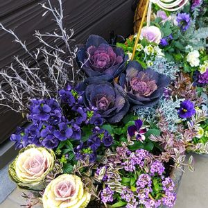 葉牡丹,ビオラ,ロニセラ ニティダ,寄せ植え,正月の画像