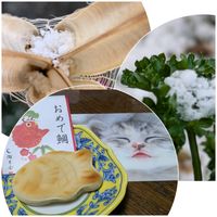 パセリ,シンテッポウユリ,花のある暮らし,植物好き,自然の不思議の画像