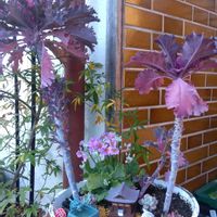ガーデニング,花のある暮らし,緑のある暮らし,ハーブのある暮らし,多肉植物のある暮らしの画像
