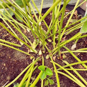 クリスマスローズ　ピコティー,花芽,クリスマスローズ・ダブルの画像