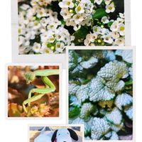 ラミウム,スィートアリッサム,可愛い,カマキリ,よろしくお願いしますの画像