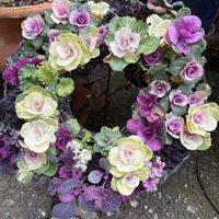 スイセン,スイセン,ハボタン,葉牡丹,葉牡丹の画像