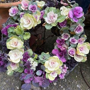 スイセン,スイセン,ハボタン,葉牡丹,葉牡丹の画像