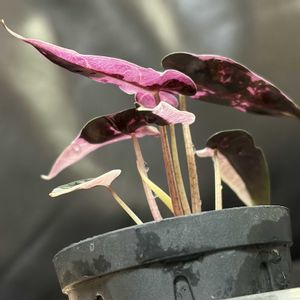 アロカシア,アロカシア・バンビーノ,アロカシア　バンビーノ　ピンクバリエガータ,熱帯植物,緑のある暮らしの画像