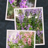 アンゲロニア,ストック,東山動植物園,思い出,豊田市の画像