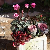 ハボタン,チェッカーベリー,アルテルナンテラ・カメレオン,シクラメン フェアリーピコ,寄せ植えの画像