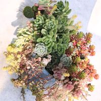 ナンテン,ノイバラ,多肉植物 寄せ植え,ノイバラの実,多肉植物寄せ植えの画像