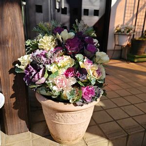 ハボタン,葉牡丹,種まきっ子,種から,種まきの画像